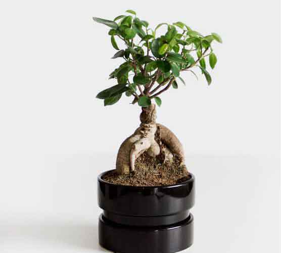 网页攻击器教程